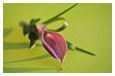 Boutonniere 